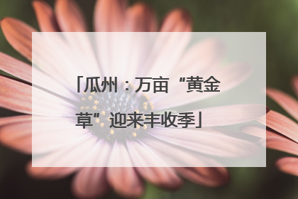 瓜州：万亩“黄金草”迎来丰收季
