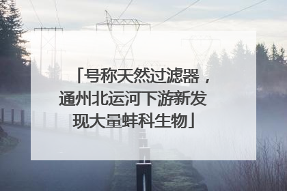号称天然过滤器，通州北运河下游新发现大量蚌科生物