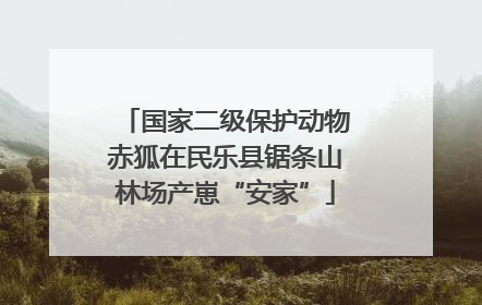 国家二级保护动物赤狐在民乐县锯条山林场产崽“安家”