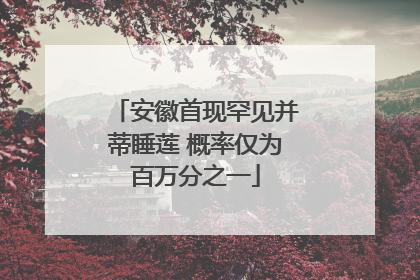 安徽首现罕见并蒂睡莲 概率仅为百万分之一