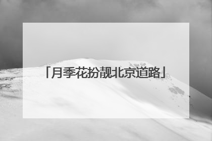 月季花扮靓北京道路