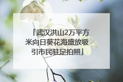 武汉洪山2万平方米向日葵花海盛放吸引市民驻足拍照