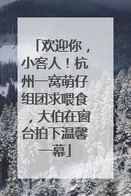 欢迎你，小客人！杭州一窝萌仔组团求喂食，大伯在窗台拍下温馨一幕