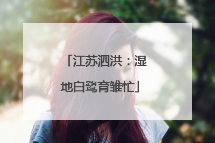 江苏泗洪：湿地白鹭育雏忙