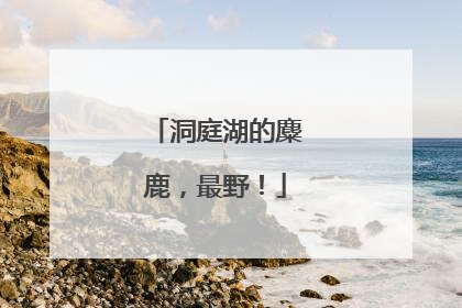 洞庭湖的麋鹿，最野！