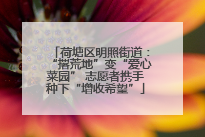荷塘区明照街道：“撂荒地”变“爱心菜园” 志愿者携手种下“增收希望”