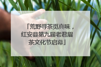 荒野寻茶觅真味，红安县第九届老君眉茶文化节启幕