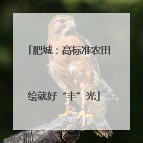 肥城：高标准农田绘就好“丰”光