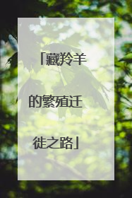 藏羚羊的繁殖迁徙之路