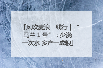 风吹麦浪一线行｜“马兰 1 号”：少浇一次水 多产一成粮