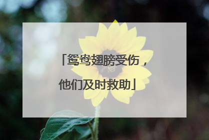 鸳鸯翅膀受伤，他们及时救助
